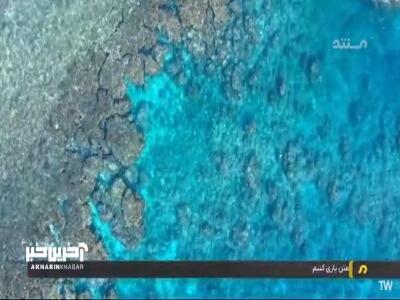  این ماهی بادکنکی با یک خونه، دل همسرش رو به دست میاره! | آخرین خبر