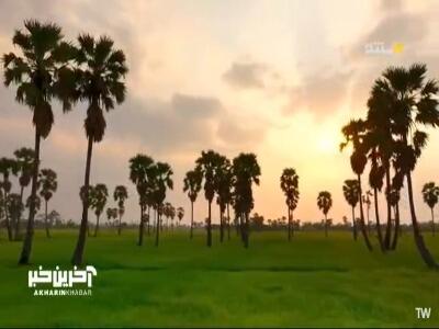  این پرنده بهترین خونه رو برای جفتش میسازه! | آخرین خبر