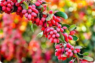 ۴ فایده شگفت‌انگیز زرشک برای سلامتی بدن