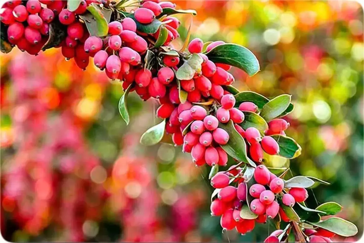 ۴ فایده شگفتانگیز زرشک برای سلامتی بدن