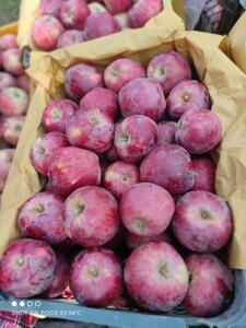  طعم تلخ سیب برای باغداران سمیرمی