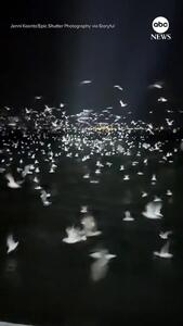 شکار دستهجمعی پرندگان دریایی در دل شب