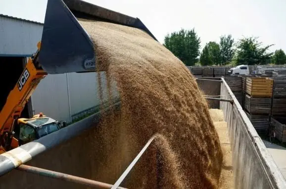 گندم برای خریداران جهانی گرانتر میشود