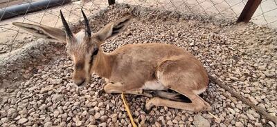  نجات بره گونه جبیر در شهرستان طبس خراسان جنوبی