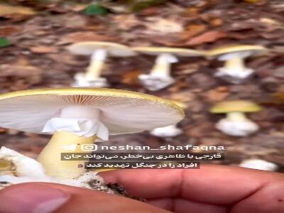  قاتل خوش ظاهر جنگل | آخرین خبر