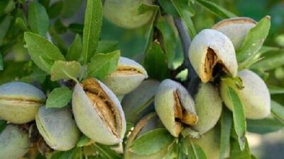  ۶۰ درصد باغات بادام در خراسان شمالی درگیر خشکیدگی | آخرین خبر