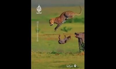  دفاع خشمگینانه گراز مادر در برابر پلنگ