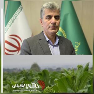  رئیس سازمان جهاد کشاورزی گیلان:توتون‌کاری در گیلان جان گرفت
