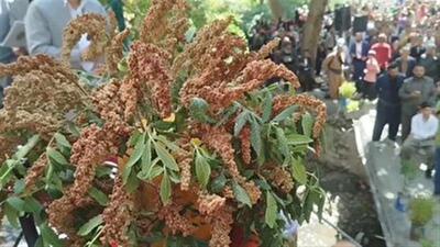  نخستین جشنواره استانی سماق در روستای ژان سروآباد برگزار شد | آخرین خبر
