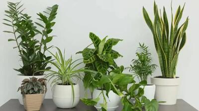  بهترین گیاهان تصفیه کننده هوا برای خانه