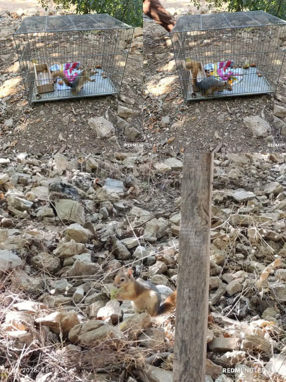  رهاسازی سنجاب در روانسر
