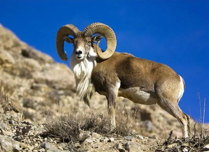  قوچ وحشی در کویر