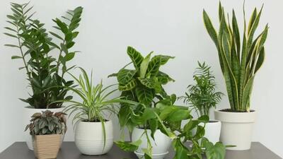  بهترین گیاهان تصفیه کننده هوا برای خانه