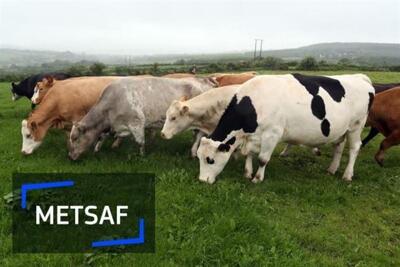  وام بلاعوض برای جبران کمبود کودشیمیایی گاوداران رومانی