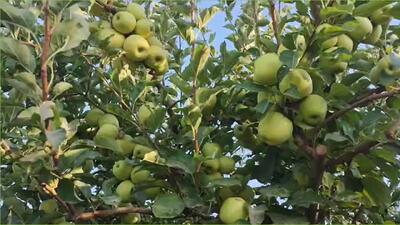  فیلمی از خودنمایی میوه‌های انگور و سیب در مزارع روستای تکه