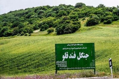  حکم بی‌ سابقه برای تخریب جنگل | قاچاقچیان چوب تبعید شدند