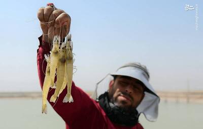  عکس/ برداشت میگو از مزارع چوئبده