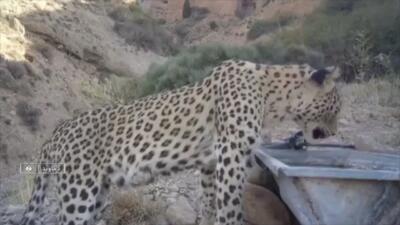  ۶ پلنگ در دماوند شناسایی شد