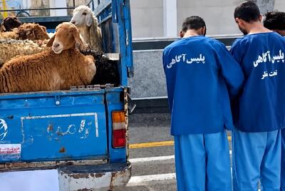  راز قتل چوپان در یافت‌آباد فاش شد؛ صاحب طویله و همدستش بازداشت شدند
