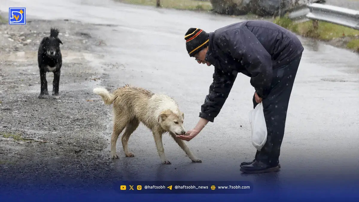  آمار بالای حیوان‌ گزیدگی | ۴۴۰ هزار گزش و ۲۰ مرگ