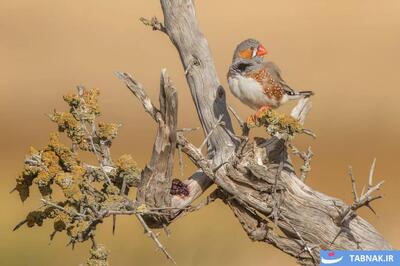  عکس: برترین‌های مسابقات عکاسی BirdLife استرالیا