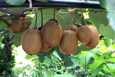  صادرات ۶۰۰۰ تن کیوی و نارنگی مازندران به بازارهای خارجی - پارس فوتبال