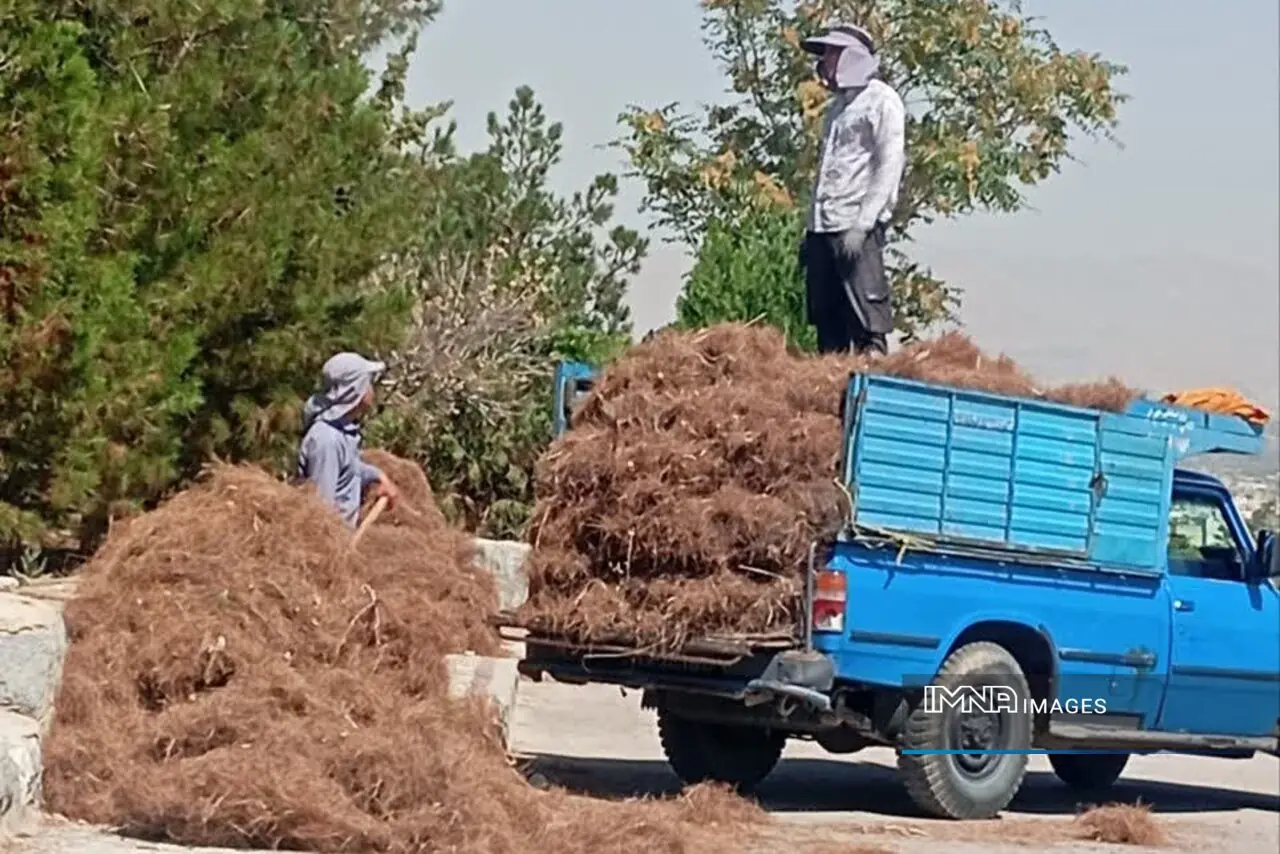 جمعآوری برگهای سوزنی از ۱۷۰ هکتار عرصه جنگلکاری پارک صفه