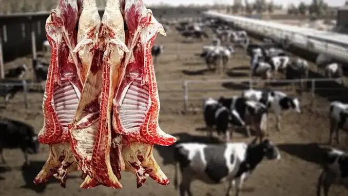  قیمت جدید دام زنده اعلام شد؛کاهش ۲۰ درصدی قیمت گوساله