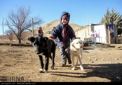 نکات ایمنی کودکان هنگام برخورد با حیوانات