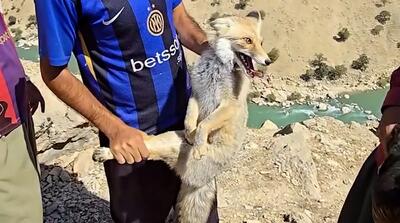  از خودگذشتگی یک روستایی برای روباه