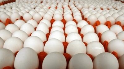  تخم مرغ ارزان می شود؟/ راه حل دولت برای تنظیم بازار داخلی