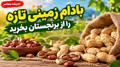 فواید بادام زمینی برای مغز و حافظه؛ روزانه چقدر بادام زمینی بخوریم؟ | نتایج یک مطالعه جدید درباره تأثیر بادام زمینی بر عملکرد مغز