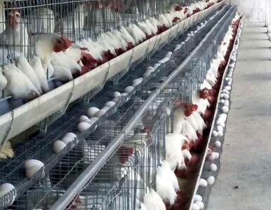 حضور بیش از ۵۰ شرکت دانشبنیان در نمایشگاه بینالمللی دام و طیور تهران