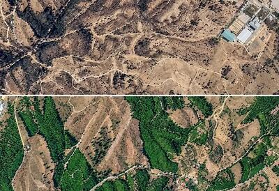 بمباران انبار نفت درختان چیتگر را خشک کرده است؟