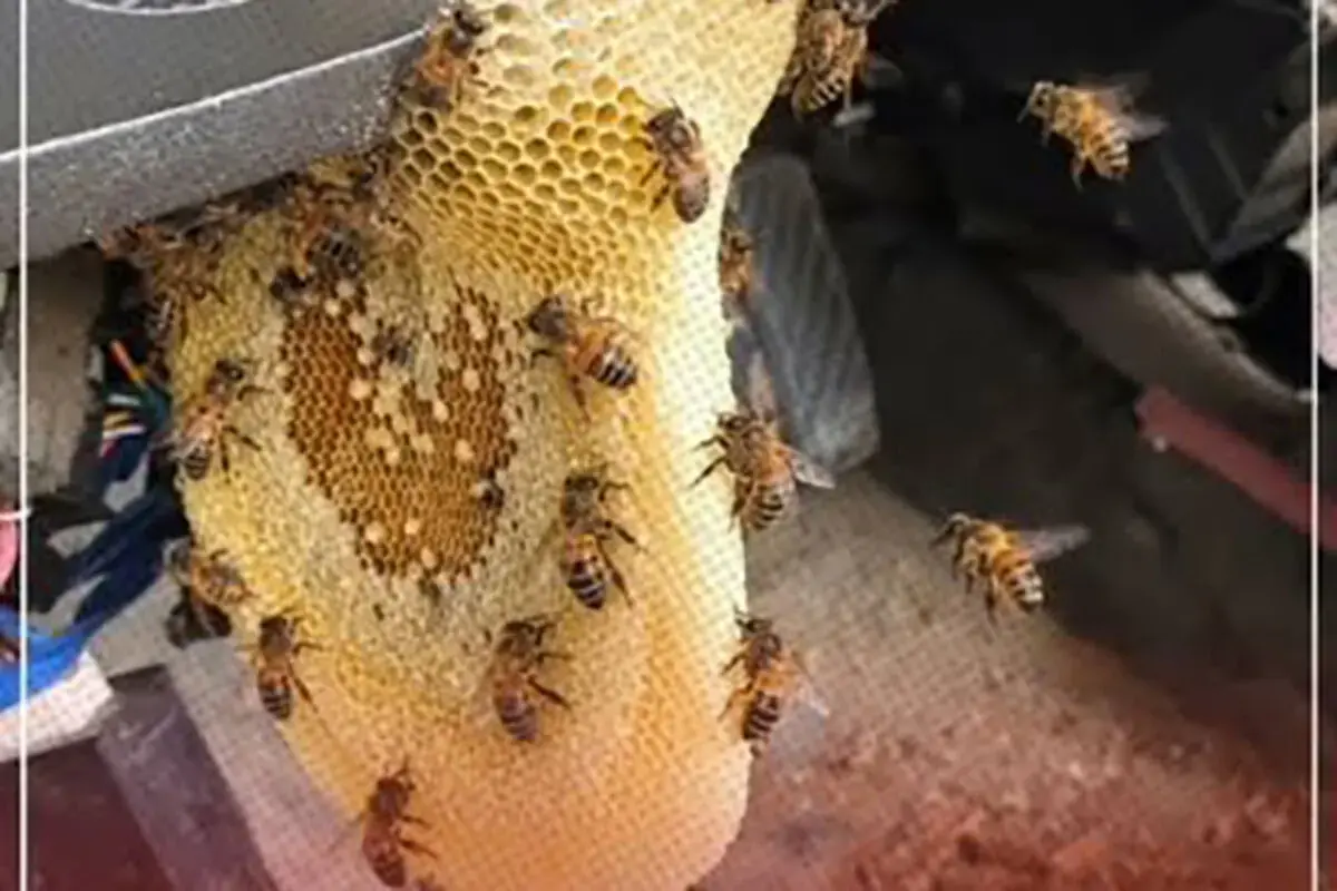 اتفاق عجیب در سبزوار؛ پرایدی که کندوی عسل شد!
