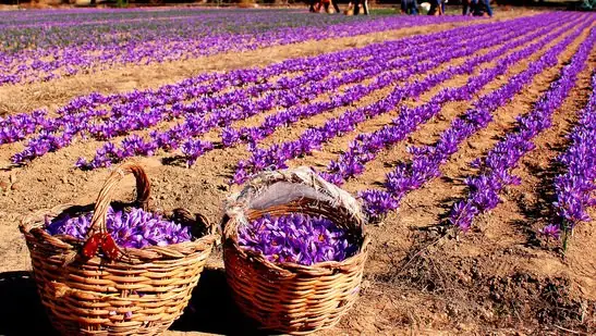 پیش بینی قیمت زعفران فردا پنجشنبه ۲۳ مهر ۱۴۰۵ │ کدام نوع زعفران گران تر می شود و قیمت هر کیلو به کجا می رسد؟