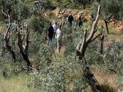  نابودی هزاران درخت زیتون در کرانه باختری با هدف آواره‌کردن فلسطینیان
