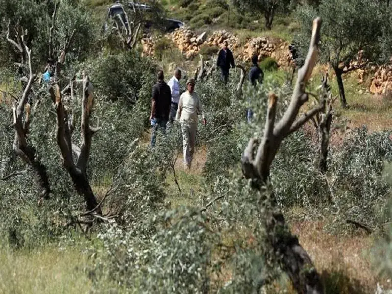  نابودی هزاران درخت زیتون در کرانه باختری با هدف آواره‌کردن فلسطینیان