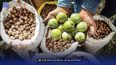 افزایش  قیمت گردو، همراه با جهش ارزی