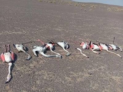 ۱۳ فلامینگو در طبس جان باختند