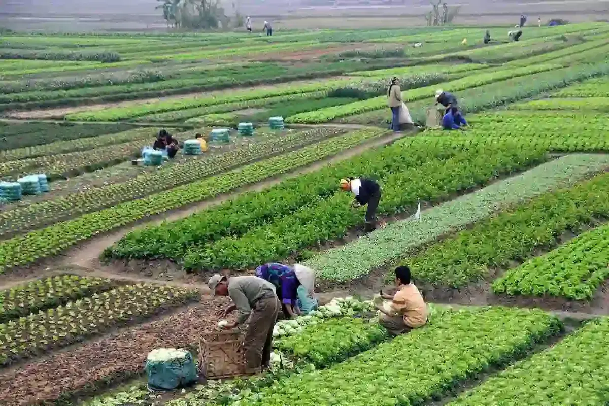 هواشناسی: کشاورزان در برداشت محصولات زراعی و باغی تعجیل کنند