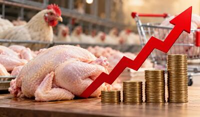  قیمت مرغ در یک هفته ۲۵ درصد گران شد؛ هر کیلو ۳۵۰ هزار تومان!
