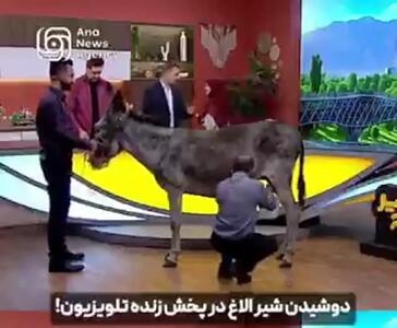  دفاع سایت جبهه پایداری از حضور اسب و الاغ در برنامه‌های زنده تلویزیون/ صداوسیما باید با همین کارها به مخاطب شوک وارد کند!