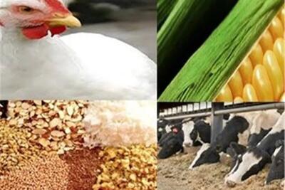  ذخایر نهاده دامی و محصولات پروتئینی در شرایط مناسبی قرار دارد
