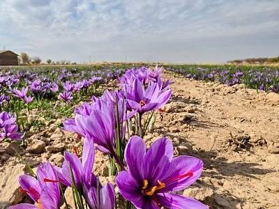  کاهش ۴۰ درصدی صادرات زعفران در ۶ ماهه نخست امسال | آخرین خبر
