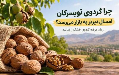  چرا گردوی تویسرکان امسال دیرتر به بازار می‌رسد؟ زمان عرضه گردوی خشک را بدانید
