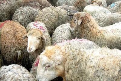  قیمت دام زنده امروز دوشنبه ۴ آبان ۱۴۰۵/ قیمت گوسفند زنده امروز چند؟ + جدول