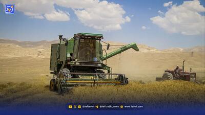  زمین را رها می‌کنم، گندم نمی‌کارم!