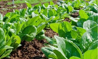  اطلس ارقام کشت پاییزه تهیه شد