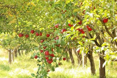  عکس/ برداشت سیب های پاییزی در باغ های شهرستان رزن همدان